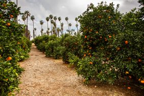 A citrus grove in California