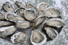 Are Oysters Actually Causing Flesh Eating Bacteria 