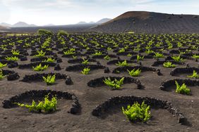 The unique vineyards of Lanzarote are planted in layers of nutrient-rich volcanic soil and protected from fierce winds blowing off the Atlantic by low rock walls .