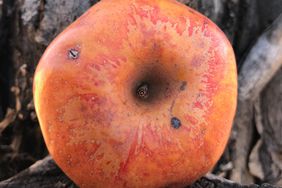 Colorado Orange Apple