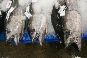 Hawaii Fish Market