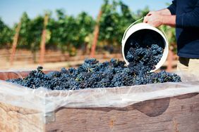 Pinot Noir clusters being harvested in the Eola-Amity Hills of Oregon's Willamette Valley