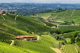 vineyards-near-barbaresco-italy-blog1118.jpg