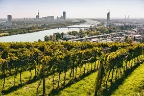 Vienna has many vine- yards that are remarkably close to the cityâs outskirts